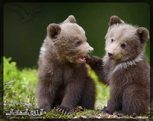 پناهگاه حیات وحش آگرا